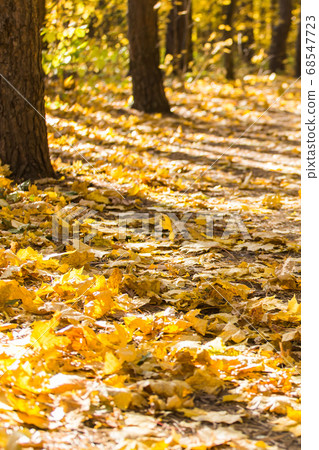 Collection of beautiful colorful autumn leaves. Nature and season concept. Collection of beautiful colorful autumn leaves. Nature and season concept. 68547723