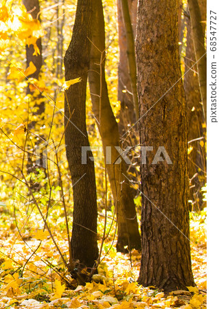 Collection of beautiful colorful autumn leaves. Nature and season concept. 68547727