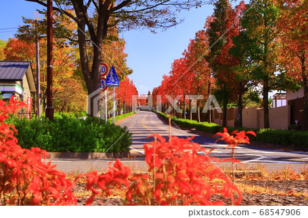 Autumn leaves of Katsurazaka, maple trees (Nishikyo-ku, Kyoto) 68547906