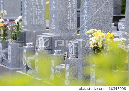 佛陀花 佛陀花 68547908