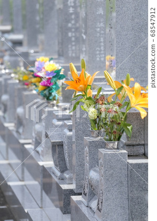 佛陀花 佛陀花 68547912