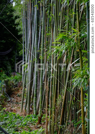 Bamboo forest on the outskirts of the city 68548000