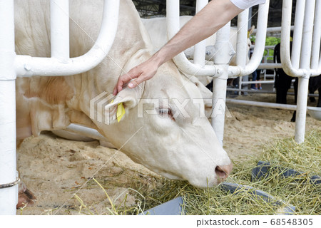 The white cow is eating hay and grazing on a farm 68548305