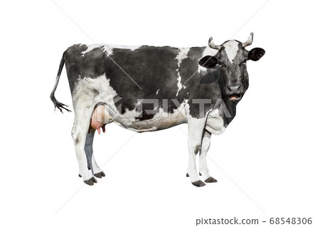 Cow isolated on white. Talking black and white cow Cow isolated on white. Talking black and white cow 68548306