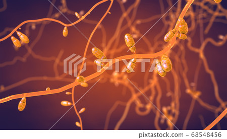 Close-up of growing dermatophytes fungus causing 68548456