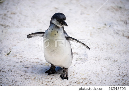 Humboldt penguin aka Spheniscus humboldti is a South American penguin living mainly in the Pinguino de Humbold National Reserve in the North of Chile 68548703