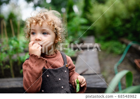 Small girl eating peas on farm, growing organic vegetables concept. 68548982