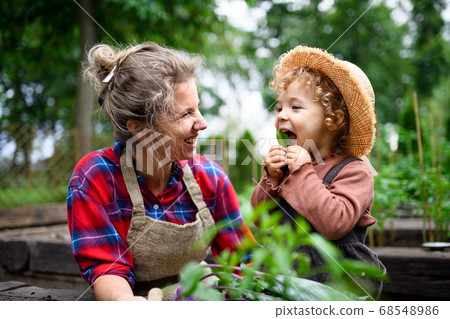Mother with small daughter gardening on farm, growing organic vegetables. Mother with small daughter gardening on farm, growing organic vegetables. 68548986