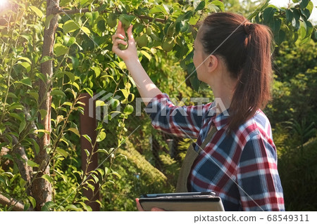 Agronomist woman conducts inspection of pear tree and puts indicators in tablet. 68549311