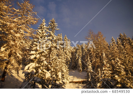 Beautiful view of fir trees on winter mountain slope covered with snow in Alps during sunrise. Background of blue sky Beautiful view of fir trees on winter mountain slope covered with snow in Alps during sunrise. Background of blue sky 68549530
