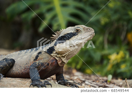 Lizard in the Jungle Sitting on a Tree. 68549544