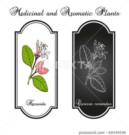 Karanda Carissa carandas , medicinal plant. Hand drawn botanical vector illustration Karanda Carissa carandas , medicinal plant. Hand drawn botanical vector illustration 68549596