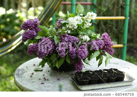 violet lilac flowers with rain drops closeup photo 68549759