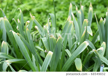 withered sick plant with big leafs closeup photo withered sick plant with big leafs closeup photo 68549832