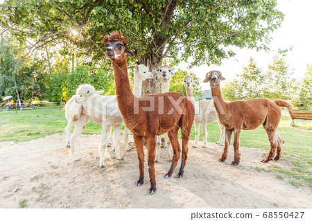 Cute alpaca with funny face relaxing on ranch in Cute alpaca with funny face relaxing on ranch in 68550427