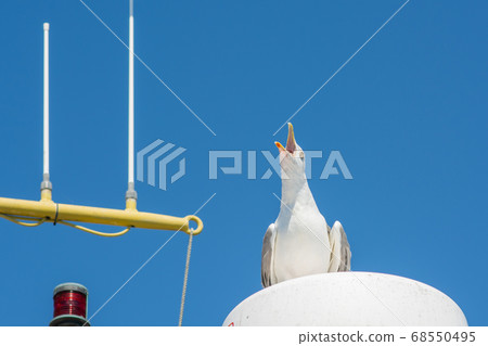 A seagull shout out to defend its place on a fishing boat. Bright blue sky background 68550495