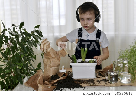 The boy is engaged of hyacinths, adds ground 68550615