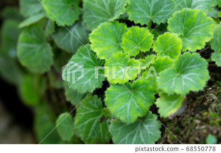 Close up of Strawberry Begonia plant 68550778