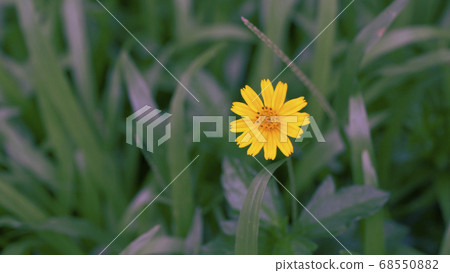 Small little yellow flower in the middle of a Small little yellow flower in the middle of a 68550882