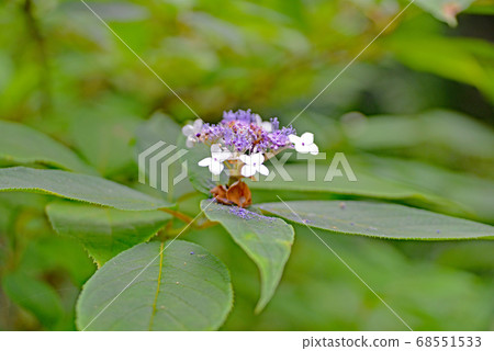 Tama hydrangea that began to bloom in summer Tama hydrangea that began to bloom in summer 68551533