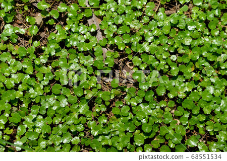 Traditional teaching 68551534