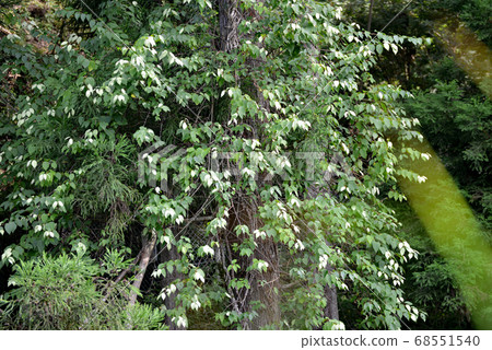 Matatabi's bleaching phenomenon 68551540