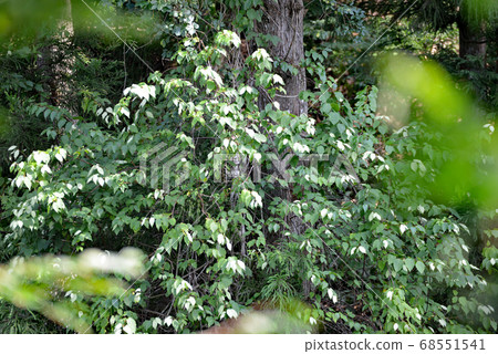 Matatabi's bleaching phenomenon 68551541