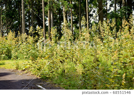 Summer forest road landscape Summer forest road landscape 68551546
