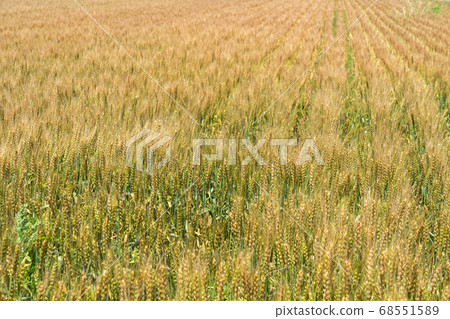 Wheat field wheat approaching from green to wheat autumn (June) Wheat 68551589