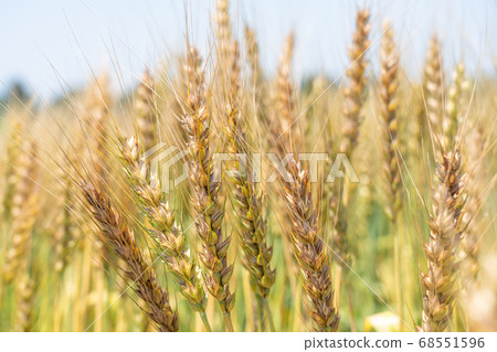 Wheat field approaching green to green (June) Wheat 68551596