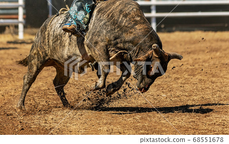 Cowboy Bull Riding A Bucking Bull Cowboy Bull Riding A Bucking Bull 68551678