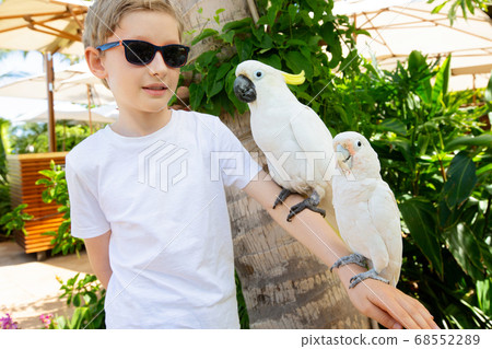 boy holding parrots boy holding parrots 68552289