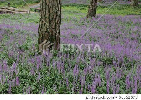 Rural area, farmhouse, Sangju, Maekmun-dong, pine tree Rural area, farmhouse, Sangju, Maekmun-dong, pine tree 68552673