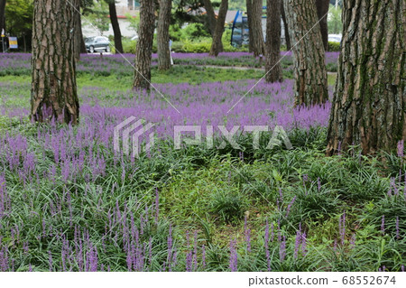 Rural area, farmhouse, Sangju, Maekmun-dong, pine tree 68552674