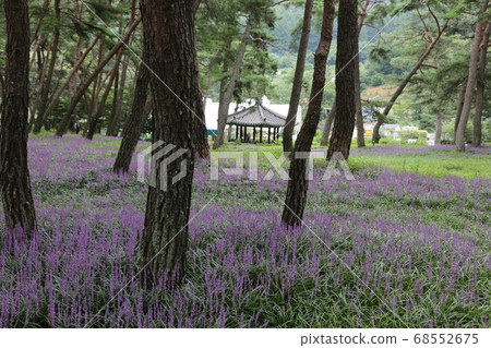 Rural area, farmhouse, Sangju, Maekmun-dong, pine tree 68552675
