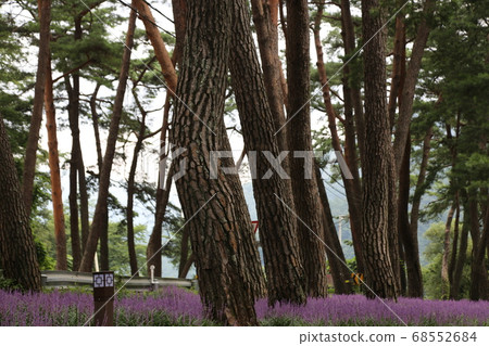 Rural area, farmhouse, Sangju, Maekmun-dong, pine tree Rural area, farmhouse, Sangju, Maekmun-dong, pine tree 68552684