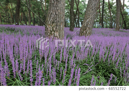 Rural area, farmhouse, Sangju, Maekmun-dong, pine tree Rural area, farmhouse, Sangju, Maekmun-dong, pine tree 68552722