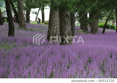 Rural area, farmhouse, Sangju, Maekmun-dong, pine tree Rural area, farmhouse, Sangju, Maekmun-dong, pine tree 68552728