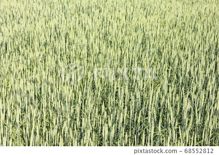 ears of green wheat close up for the entire frame ears of green wheat close up for the entire frame 68552812