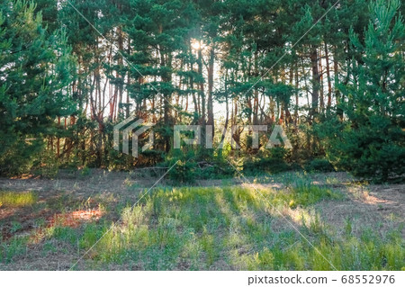 pine forest against a blue sky on a Sunny day 68552976