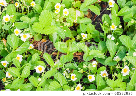 blooming strawberries for the entire frame top view 68552985