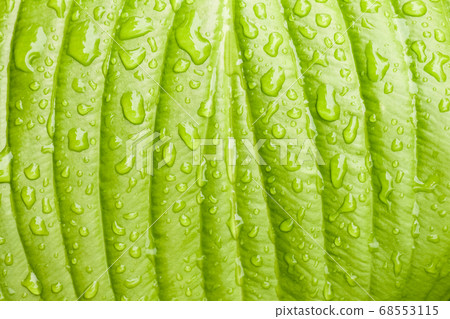 green Hosta leaf with rain drops close-up green Hosta leaf with rain drops close-up 68553115