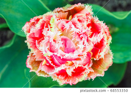 Bud of a Tulip on a beautiful background of macro Bud of a Tulip on a beautiful background of macro 68553350