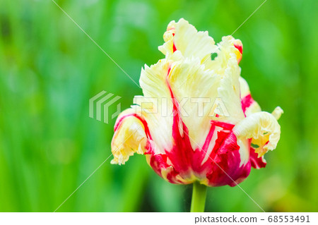 Bud of a Tulip on a beautiful background of macro Bud of a Tulip on a beautiful background of macro 68553491