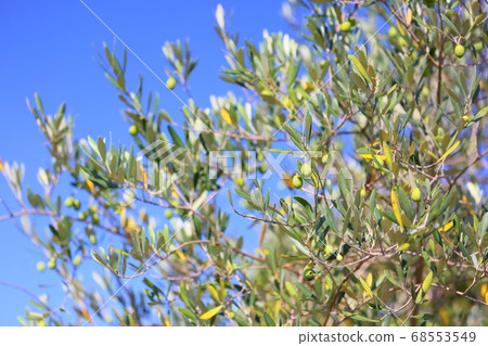 Olive fruit Olive fruit 68553549