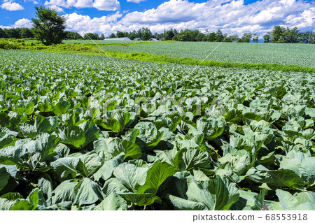 Cabbage field of Tsumagoi Plateau 68553918