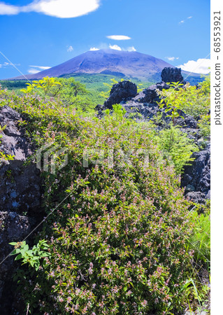 Azalea and Mount Asama (vertical) 68553921