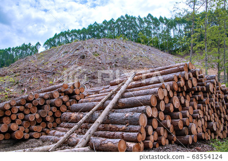 Naramata Dam Lakeside cut timber Minakami Town after felling 68554124