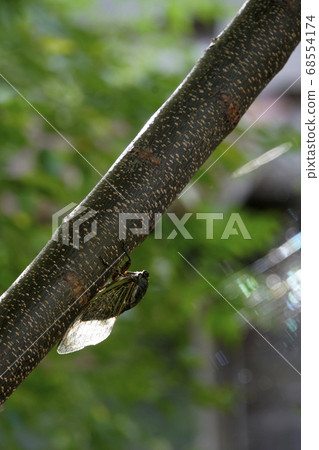 停在樹上的小熊 68554174