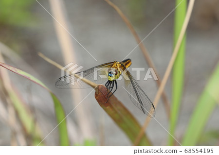 Harassetry fish 68554195